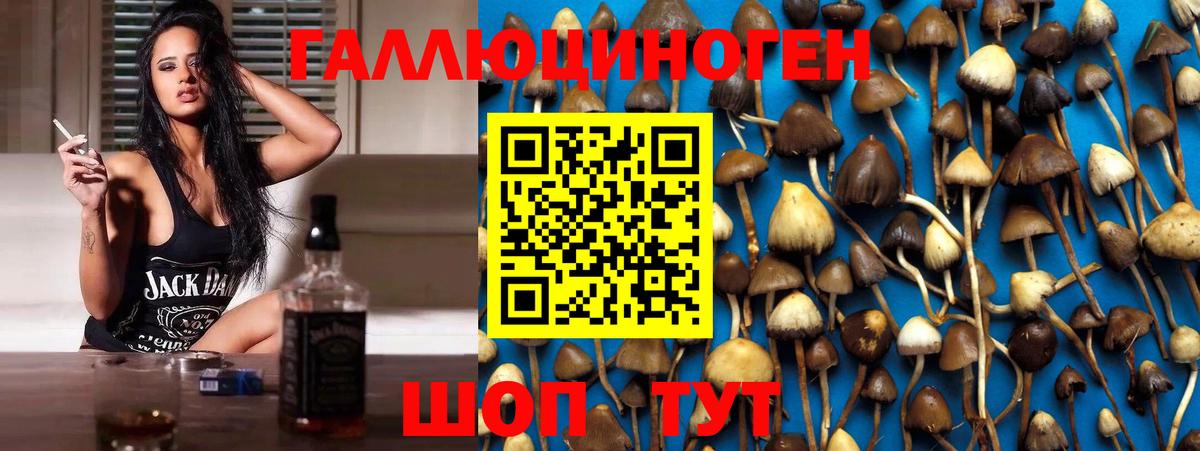 Богданович  Псилоцибиновые грибы Psilocybine cubensis  Вход с VPN 